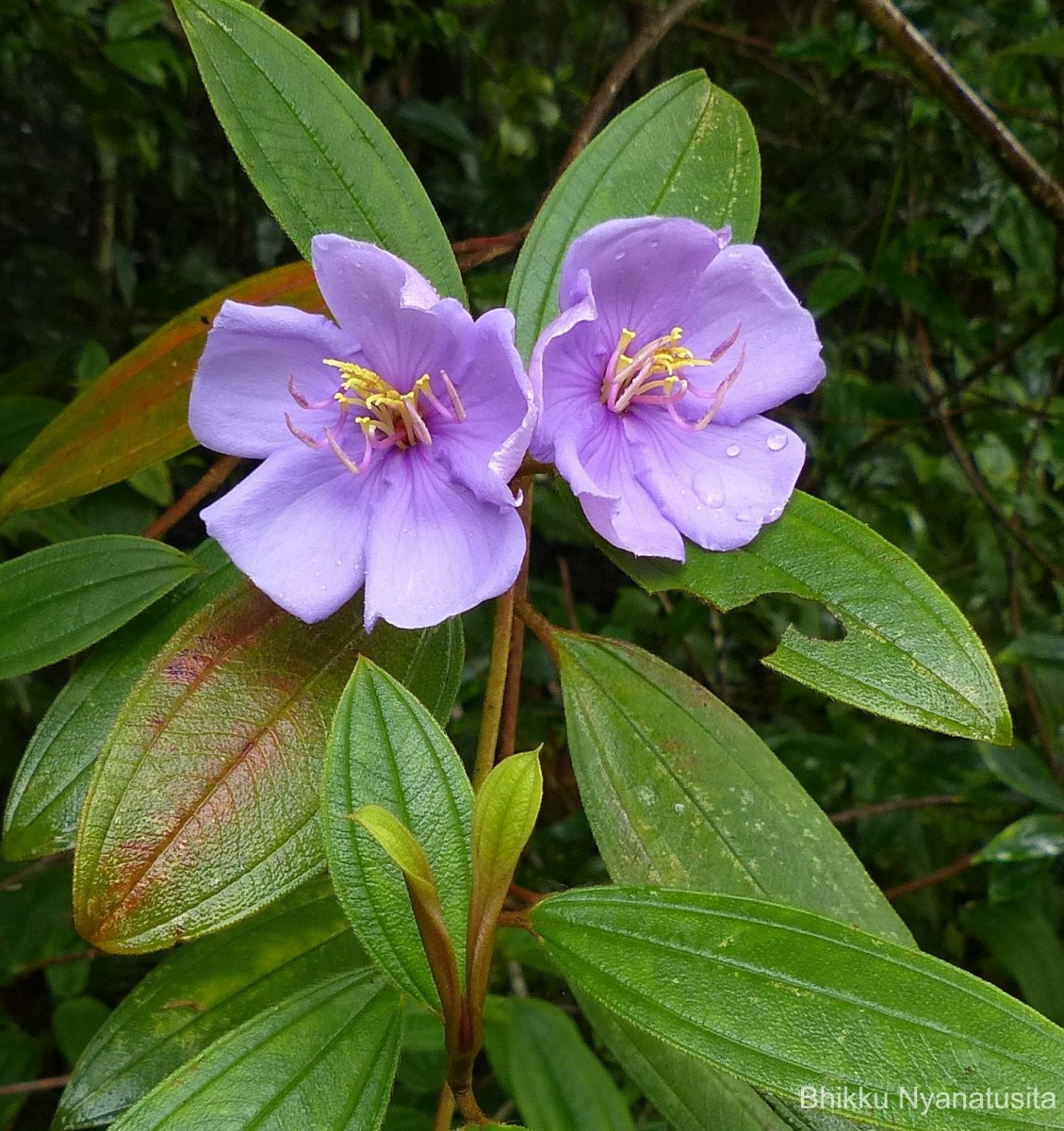 Melastoma malabathricum L.